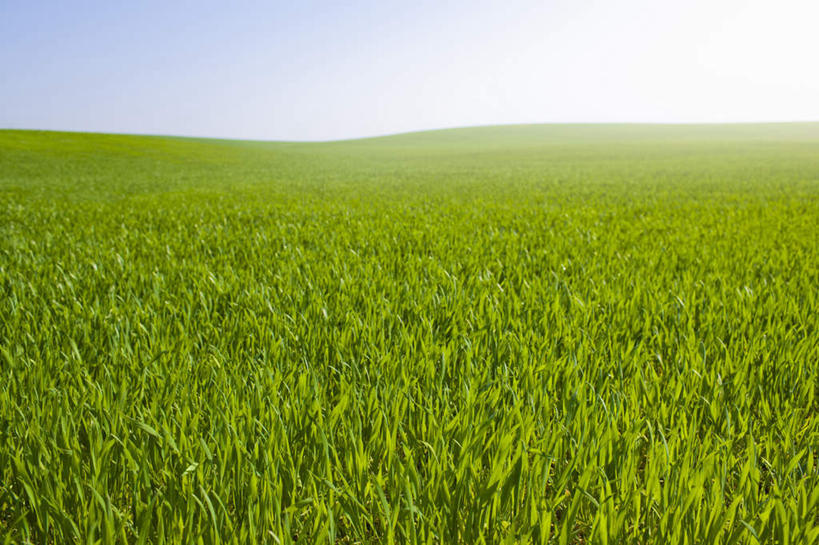 无人,横图,室外,白天,正面,旅游,度假,草地,草坪,美景,植物,叶子,英国,欧洲,阴影,光线,影子,地平线,景观,辽阔,绿叶,地面,娱乐,英格兰,草,蓝色,绿色,蓝天,天空,阳光,自然,天,享受,休闲,广阔,嫩叶,景色,放松,晴朗,一望无际,西欧,自然风光,延伸,大不列颠,大不列颠及北爱尔兰联合王国,万里无云,天地相交,大不列颠联合王国,日不落英帝国,无边无际,一马平川,英吉利,诺坦普顿,叶,叶片,晴空,晴空万里,彩图