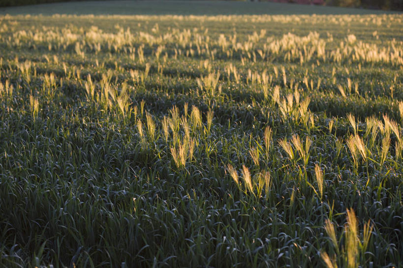 无人,农田,横图,室外,白天,正面,旅游,度假,庄稼,农作物,美景,德国,欧洲,阴影,光线,影子,景观,娱乐,阳光,自然,享受,休闲,景色,放松,西欧,自然风光,德意志联邦共和国,石荷州,石勒苏益格.荷尔斯泰因,石勒苏益格.荷尔斯泰因州,彩图,耕地,庄稼田