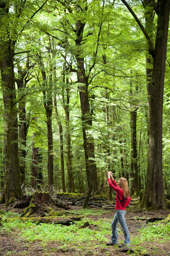 西方人,一个人,走,举,竖图,室外,白天,侧面,旅游,探险,森林,树林,植物,相机,欧洲,欧洲人,仅一个年轻女性,仅一个女性,仅一个人,握,阴影,服装,光线,包,影子,拿,旅行包,拿着,注视,休闲装,刺激,树,树木,拍照,衣服,红色,绿色,阳光,自然,背包,数码相机,观察,看,托,享受,休闲,休闲服,握着,摄影,服饰,生长,成长,观看,察看,关注,惊险,户外运动,考察,旅游包,冒险,年轻女性,女人,女性,白种人,照相机,步行,举起,举手,举着,散步,向上举,向上伸,向上托,走路,彩图,全身,照相,双肩包