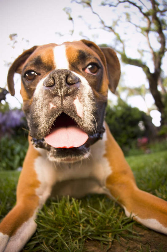 无人,竖图,室外,特写,白天,正面,草地,草坪,植物,宠物,狗,阴影,朦胧,模糊,光线,影子,注视,吐舌头,草,树,树木,一只,蓝色,绿色,蓝天,天空,阳光,自然,动物,天,观察,看,趴着,伸舌头,张嘴,吐舌,可爱,生长,晴朗,成长,观看,拳师犬,察看,关注,张大嘴巴,拳师狗,忠诚,万里无云,晴空,晴空万里,张开嘴,犬,趴,半身,彩图