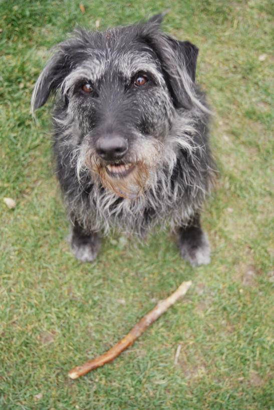 无人,站,竖图,俯视,室外,白天,草地,草坪,植物,宠物,狗,木制,棍子,梗犬,雪纳瑞,注视,吐舌头,草,一只,绿色,动物,木制品,观察,看,伸舌头,站着,吐舌,可爱,观看,察看,关注,雪纳瑞犬,髯犬,忠诚,雪纳瑞狗,犬,站立,彩图,高角度拍摄,全身