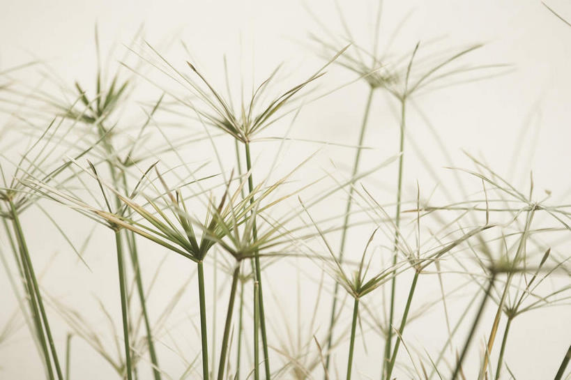 无人,横图,室外,特写,白天,正面,美景,植物,枯萎,朦胧,模糊,景观,枯草,草,黄色,自然,景色,自然风光,彩图