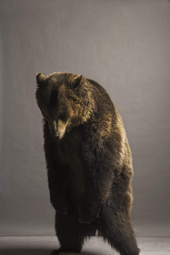 无人,站,竖图,室内,白天,正面,野生动物,熊,黑熊,阴影,灰色背景,反射,影子,注视,一只,动物,低头,观察,看,站着,摄影,影棚,观看,察看,关注,凶猛,黑瞎子,熊瞎子,残暴,凶残,站立,彩图,全身,影棚拍摄,拍摄