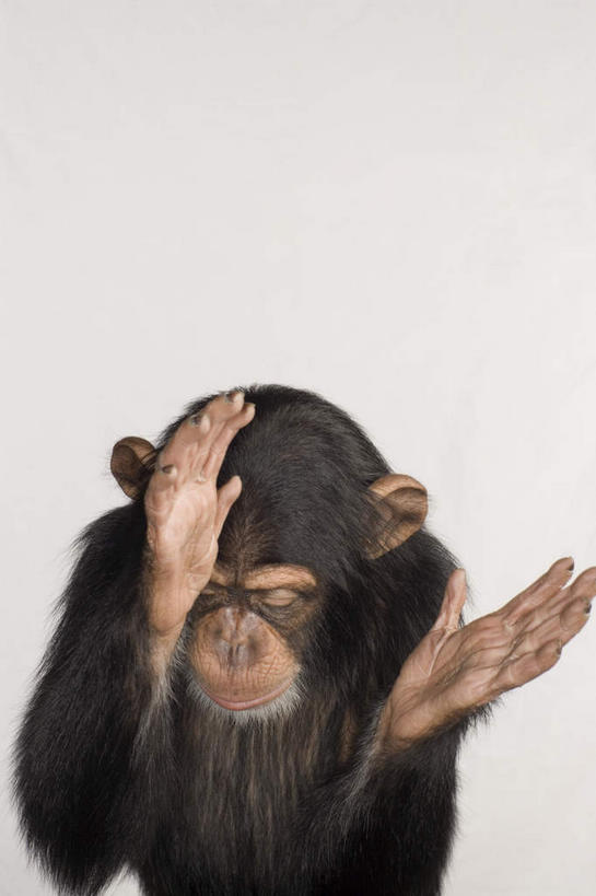 无人,坐,鼓掌,竖图,室内,白天,白色背景,正面,哺乳动物,猴,野生动物,猴子,阴影,反射,影子,注视,一只,动物,低头,观察,看,可爱,摄影,活泼,影棚,观看,察看,关注,拍手,坐着,半身,彩图,影棚拍摄,拍摄