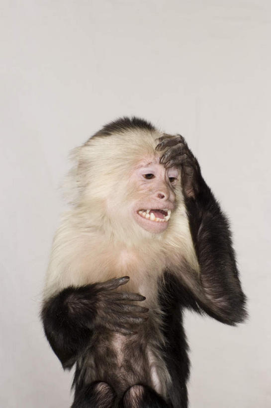 无人,坐,竖图,室内,白天,白色背景,正面,哺乳动物,猴,野生动物,猴子,抱头,阴影,反射,影子,注视,一只,动物,观察,看,可爱,摄影,活泼,影棚,观看,察看,关注,长尾猴,捧首,捧头,坐着,半身,彩图,影棚拍摄,拍摄