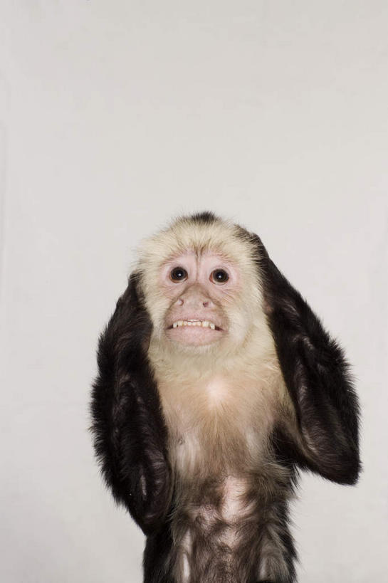 无人,坐,竖图,室内,白天,白色背景,正面,哺乳动物,猴,野生动物,猴子,抱头,阴影,反射,影子,注视,一只,动物,观察,看,可爱,摄影,活泼,影棚,观看,察看,双手抱头,关注,长尾猴,捧首,捧头,坐着,半身,彩图,影棚拍摄,拍摄