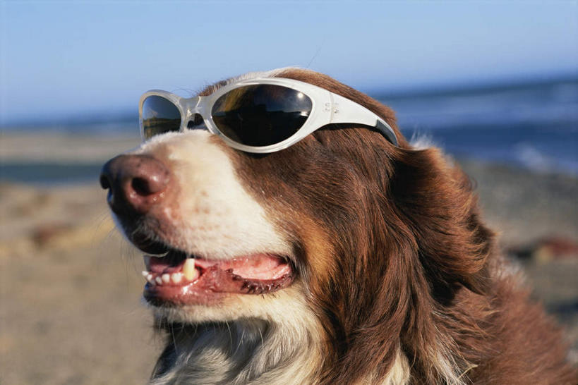 无人,坐,横图,室外,特写,白天,正面,海浪,海洋,沙滩,宠物,狗,阴影,朦胧,模糊,反射,墨镜,沙子,眼镜,影子,海岸,浪花,沙地,注视,一只,蓝色,蓝天,天空,海水,动物,太阳镜,太阳眼镜,天,观察,看,张嘴,遮阳镜,可爱,晴朗,观看,察看,伯恩山犬,关注,张大嘴巴,海景,忠诚,万里无云,伯尔尼兹山地犬,伯尼尔森嫩猎犬,伯尼塞牧牛犬,大海,风浪,海,海水的波动,海滩,近岸浪,涌浪,晴空,晴空万里,张开嘴,犬,坐着,半身,彩图