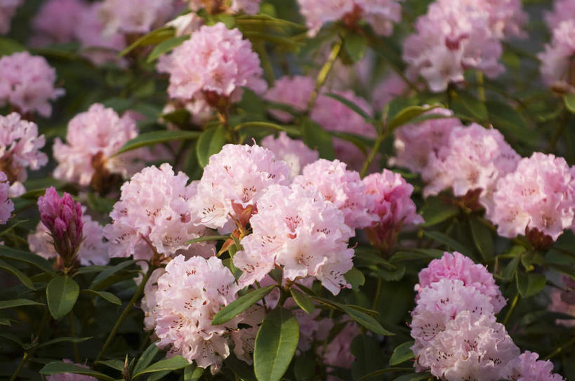 无人,横图,俯视,室外,特写,白天,花海,花圃,美景,植物,杜鹃花,叶子,华盛顿,美国,朦胧,模糊,盛开,景观,杜鹃,花蕾,花,花瓣,花朵,花卉,鲜花,绿色,自然,花丛,花束,花田,花苞,花蕊,景色,喜悦,北美,北美洲,克制,自然风光,美洲,华盛顿州,红杜鹃,满山红,清明花,清时,山踯躅,红踯躅,常绿之州,常青州,北亚美利加洲,亚美利加洲,节制,欣喜,班布里奇岛,山石榴,映山红,彩图,高角度拍摄