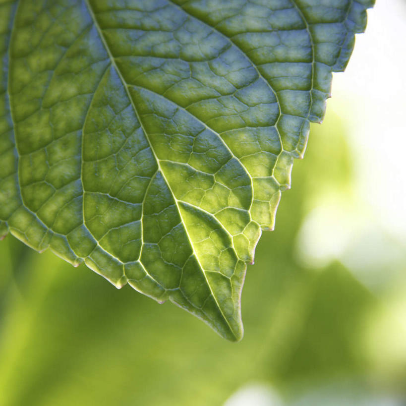 无人,方图,室外,特写,白天,正面,美景,叶子,一片,朦胧,模糊,景观,绿叶,自然,嫩叶,景色,自然风光,叶,叶片,彩图