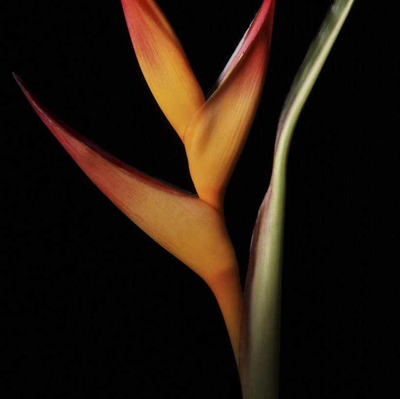 无人,横图,室内,特写,白天,正面,鹤望兰,黑色背景,盛开,花蕾,花,花瓣,花朵,鲜花,一朵,花苞,花蕊,橙色,摄影,影棚,高雅,清新,极乐鸟花,天堂鸟,彩图,影棚拍摄,拍摄