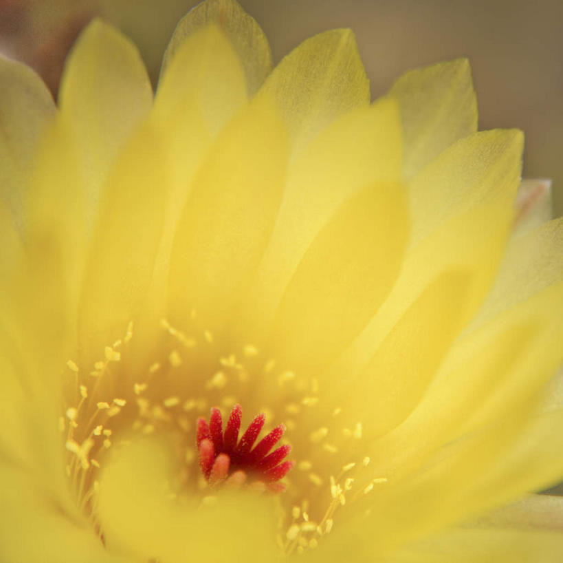 无人,横图,室内,特写,白天,正面,朦胧,模糊,盛开,大丽花,花蕾,花,花瓣,花朵,鲜花,一朵,黄色,花苞,花蕊,菊花,大理花,大丽菊,富丽,大方,彩图