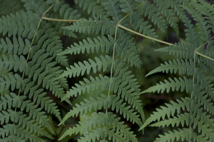 无人,横图,室外,特写,白天,正面,美景,植物,叶子,景观,绿叶,绿色,自然,嫩叶,景色,生长,成长,蕨类,蕨类植物,自然风光,叶,叶片,彩图