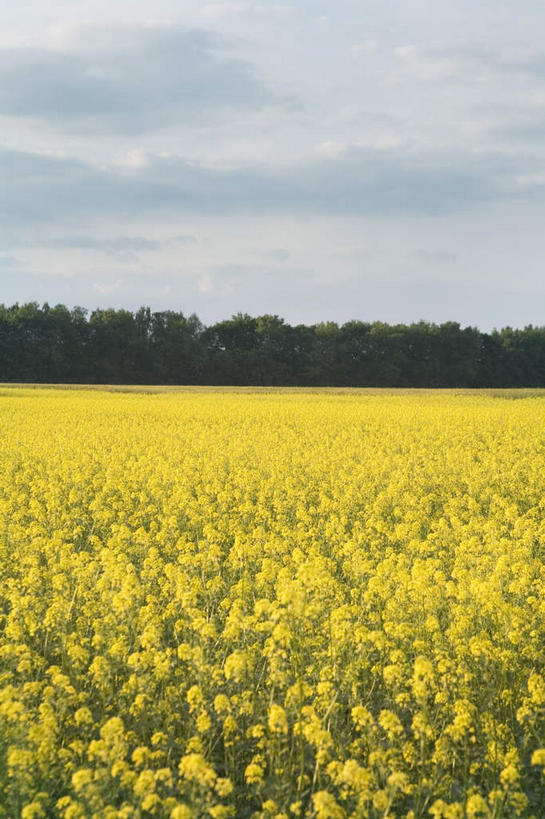 无人,竖图,室外,白天,正面,旅游,度假,花海,花圃,美景,植物,叶子,欧洲,俄罗斯,亚洲,阴影,盛开,光线,影子,景观,云,云朵,花蕾,云彩,娱乐,花,花瓣,花朵,花卉,鲜花,树,树木,蓝色,绿色,白云,蓝天,天空,阳光,自然,花丛,花束,花田,天,花苞,花蕊,享受,休闲,景色,放松,生长,晴朗,成长,自然风光,油菜,俄联邦,俄罗斯联邦,油白菜,晴空,彩图,芸薹