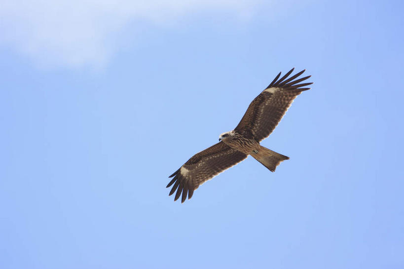 无人,横图,室外,白天,仰视,鸟,野生动物,鹰,日本,亚洲,飞翔,伸展,张开,展翅,阴影,飞行,光线,翅膀,鸟类,影子,翱翔,注视,飞舞,一只,蓝色,蓝天,天空,阳光,动物,天,观察,看,晴朗,观看,察看,关注,凶猛,东亚,张开翅膀,鸢,本州,世界文化遗产,万里无云,本州岛,日本国,近畿地方,近畿,兵库,兵库县,遨游,漫游,姬路,姬路市,展开翅膀,黑鸢,残暴,凶残,晴空,晴空万里,老鹰,彩图,低角度拍摄,全身