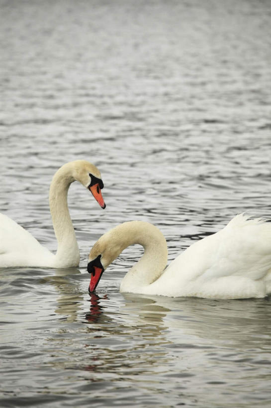 游泳,无人,竖图,室外,白天,侧面,旅游,度假,湖,湖泊,美景,水,雾,鸟,野生动物,天鹅,日本,亚洲,阴影,朦胧,模糊,反射,鸟类,影子,湖面,景观,水流,水面,注视,娱乐,自然,动物,湖水,低头,观察,看,两只,享受,休闲,景色,放松,可爱,观看,迷雾,察看,疣鼻天鹅,关注,自然风光,东亚,本州,本州岛,日本国,中部地方,山梨,山梨县,泅水,垂头,瘤鼻天鹅,瘤鹄,哑音天鹅,大雾,鹄,半身,彩图