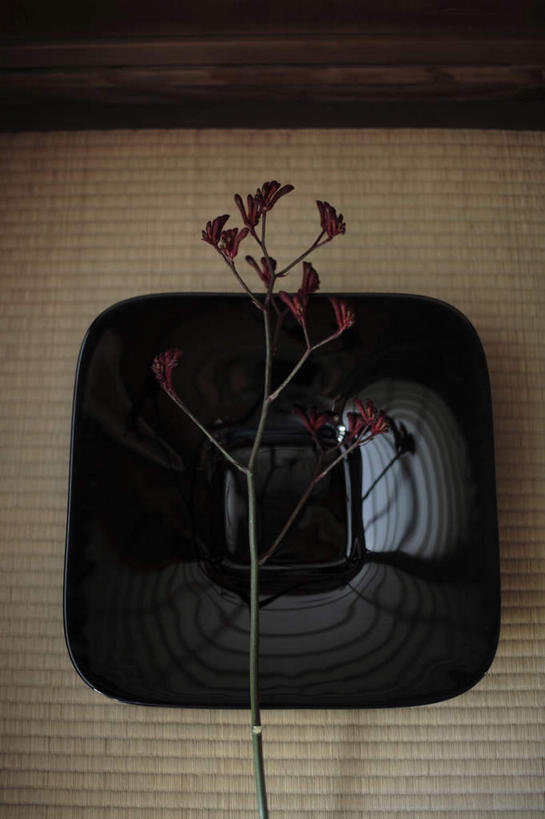 无人,竖图,俯视,室内,特写,白天,植物,餐桌,桌子,餐具,盛开,碟子,盘,草药,药草,花蕾,中药,花,花瓣,花朵,鲜花,盘子,碟,花苞,花蕊,餐台,药材,中草药,紫花苜蓿,苜蓿,中药材,本草,牧草,紫苜蓿,彩图,高角度拍摄