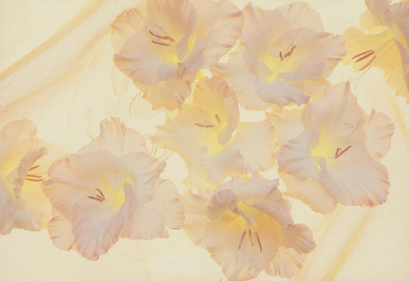 无人,横图,俯视,室内,特写,白天,植物,叶子,许多,盛开,绿叶,石斛,花,花瓣,花朵,花卉,鲜花,白色,花蕊,嫩叶,石斛兰,金钗石斛,叶,叶片,彩图,高角度拍摄