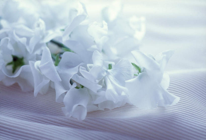 无人,横图,俯视,室内,特写,白天,白色背景,纯洁,植物,叶子,许多,朦胧,模糊,盛开,绿叶,小苍兰,花,花瓣,花朵,花卉,鲜花,白色,花蕊,嫩叶,摄影,影棚,清香,浓情,麦兰,小菖兰,雪兰,洋晚香玉,叶,叶片,彩图,高角度拍摄,影棚拍摄,拍摄