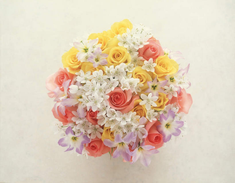 无人,横图,俯视,室内,特写,白天,白色背景,爱情,幸福,纯洁,热情,植物,玫瑰,叶子,许多,盘绕,环绕,盛开,围绕,绿叶,玫瑰花,石斛,浪漫,环抱,花,花瓣,花朵,花卉,鲜花,黄色,红色,紫色,白色,花蕊,温暖,温馨,嫩叶,菊花,恩爱,摄影,小白菊,影棚,缭绕,和睦,感动,尊敬,石斛兰,金钗石斛,钮扣菊,天真,刺玫花,徘徊花,叶,叶片,彩图,高角度拍摄,影棚拍摄,拍摄,融洽