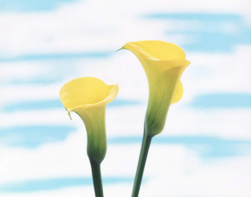 无人,横图,俯视,室内,特写,白天,白色背景,植物,装饰,盛开,花,花瓣,花朵,花卉,鲜花,两朵,黄色,花蕊,摄影,影棚,华丽,修饰,点缀,美人蕉,兰蕉,大花美人蕉,红艳蕉,衬托,美观,雅致,雅观,彩图,高角度拍摄,影棚拍摄,拍摄