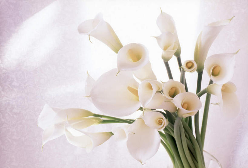 无人,横图,俯视,室内,特写,白天,白色背景,植物,叶子,许多,盛开,绿叶,花,花瓣,花朵,花卉,鲜花,白色,花束,花蕊,嫩叶,摄影,影棚,美人蕉,兰蕉,大花美人蕉,红艳蕉,叶,叶片,彩图,高角度拍摄,影棚拍摄,拍摄