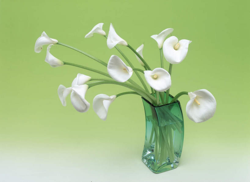 无人,横图,俯视,室内,特写,白天,植物,花瓶,叶子,许多,绿色背景,盛开,绿叶,玻璃制品,花,花瓣,花朵,花卉,鲜花,白色,玻璃瓶,瓶子,花束,花蕊,嫩叶,摄影,影棚,美人蕉,兰蕉,大花美人蕉,红艳蕉,叶,叶片,彩图,高角度拍摄,影棚拍摄,拍摄