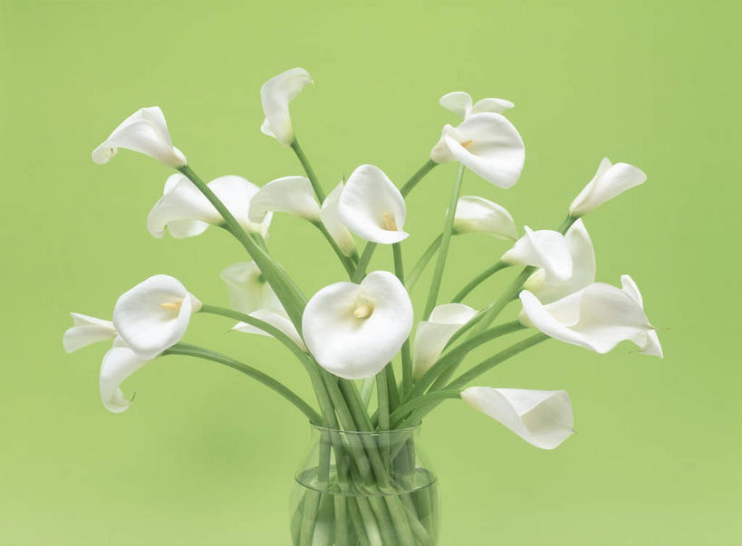 无人,横图,俯视,室内,特写,白天,植物,花瓶,叶子,许多,绿色背景,盛开,绿叶,玻璃制品,花,花瓣,花朵,花卉,鲜花,白色,玻璃瓶,瓶子,花束,花蕊,嫩叶,摄影,影棚,美人蕉,兰蕉,大花美人蕉,红艳蕉,叶,叶片,彩图,高角度拍摄,影棚拍摄,拍摄