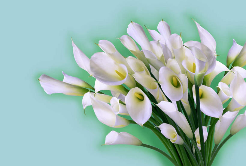 无人,横图,俯视,室内,特写,白天,植物,叶子,许多,绿色背景,盛开,绿叶,花,花瓣,花朵,花卉,鲜花,白色,花束,花蕊,嫩叶,摄影,影棚,美人蕉,兰蕉,大花美人蕉,红艳蕉,叶,叶片,彩图,高角度拍摄,影棚拍摄,拍摄