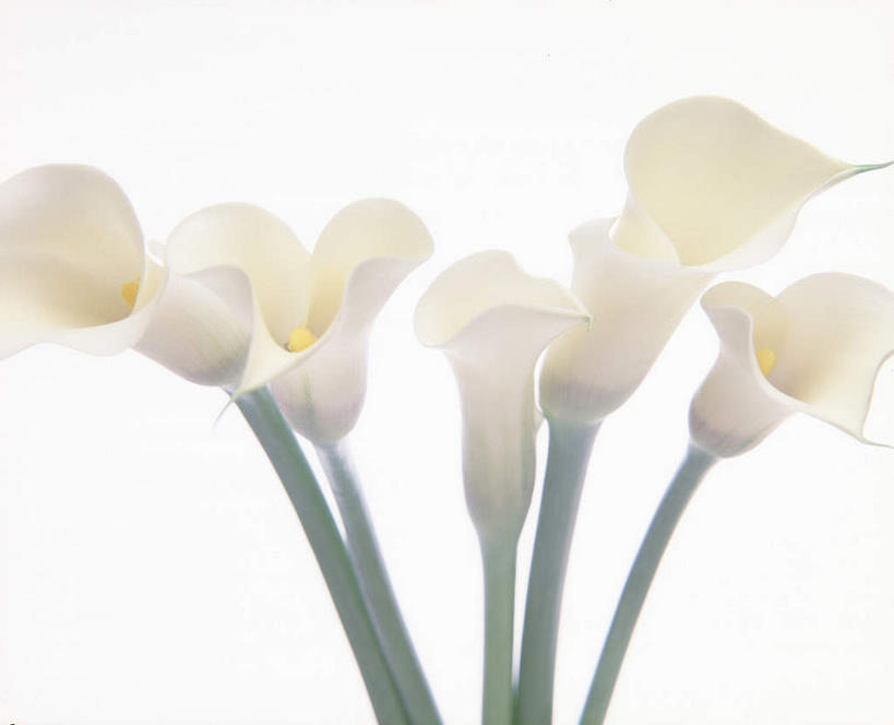 无人,横图,俯视,室内,特写,白天,白色背景,植物,叶子,许多,朦胧,模糊,盛开,绿叶,花,花瓣,花朵,花卉,鲜花,白色,花束,花蕊,嫩叶,摄影,影棚,美人蕉,兰蕉,大花美人蕉,红艳蕉,叶,叶片,彩图,高角度拍摄,影棚拍摄,拍摄