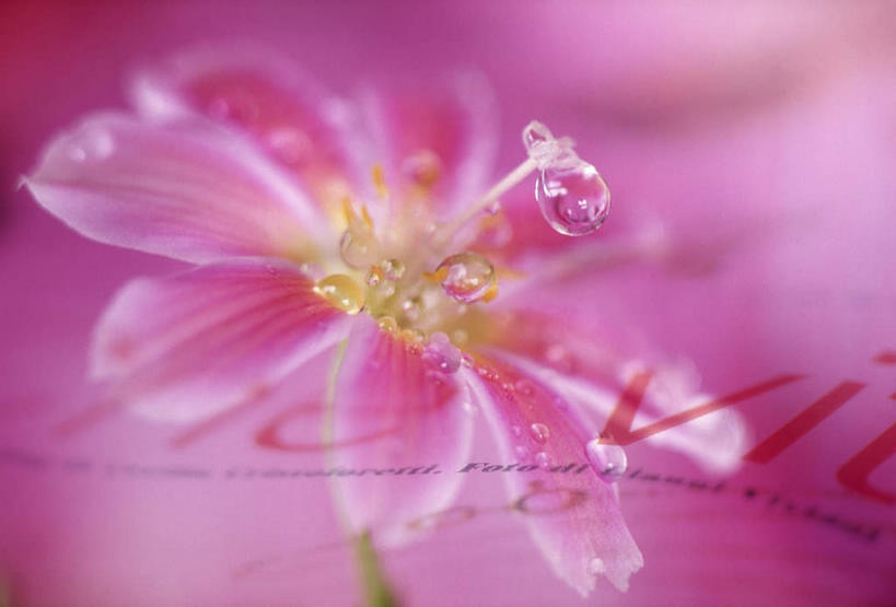 无人,横图,室内,特写,白天,正面,快乐,幸福,朦胧,模糊,盛开,水滴,玛格丽特,花蕾,雏菊,花,花瓣,花朵,鲜花,一朵,粉色,花苞,花蕊,菊花,活力,希望,坚强,和平,离别,延命菊,幸福花,春菊,马兰头花,暗恋,纯情,单恋,水点,天真,彩图,愉快