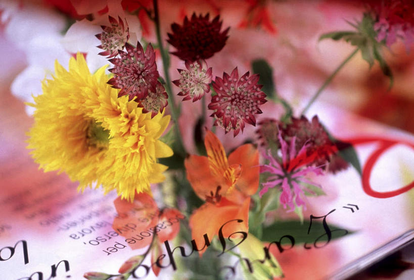 无人,横图,室内,特写,白天,正面,爱情,百合花,书籍,许多,朦胧,模糊,盛开,英文,标志,文字,纸,字符,字母,黑种草,很多,花蕾,标识,花,花瓣,花朵,鲜花,黄色,花苞,花蕊,橙色,菊花,英文字母,吉祥,强瞿,高洁,黑子草,长寿,思念,怀恋,清净,真情,寿客,秋菊,百合蒜,倒仙,番韭,山丹,书,图书,彩图