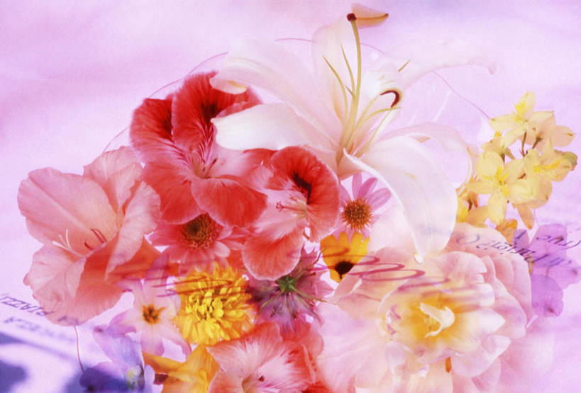 无人,横图,俯视,室内,特写,白天,百合花,许多,朦胧,模糊,盛开,英文,标志,文字,字符,字母,黑种草,很多,花蕾,标识,花,花瓣,花朵,鲜花,粉色,花苞,花蕊,英文字母,强瞿,黑子草,思念,百合蒜,倒仙,番韭,山丹,彩图,高角度拍摄