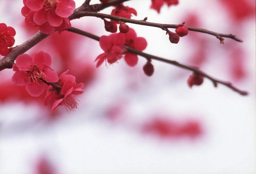 无人,横图,室内,特写,白天,白色背景,正面,植物,朦胧,模糊,盛开,梅花,枝条,花蕾,花,花瓣,花朵,鲜花,树,树木,树枝,花苞,花蕊,摄影,影棚,高雅,坚强,虬枝,枝杈,梅,彩图,影棚拍摄,拍摄