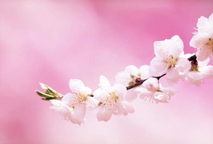 无人,横图,室内,特写,白天,正面,幸福,纯洁,樱花,许多,粉色背景,朦胧,模糊,盛开,花蕾,花,花瓣,花朵,鲜花,花苞,花蕊,摄影,影棚,等待,生命,仙樱花,福岛樱,青肤樱,高尚,热烈,荆桃,彩图,影棚拍摄,拍摄