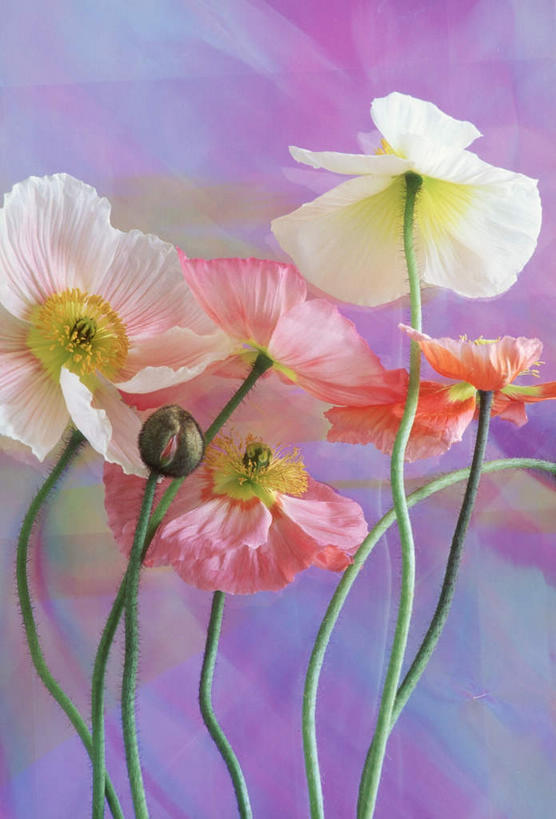 无人,竖图,彩色,室内,特写,白天,正面,许多,盛开,花蕾,虞美人,花,花瓣,花朵,鲜花,粉色,白色,花苞,花蕊,摄影,影棚,安慰,丽春花,苞米罂粟,蝴蝶满园春,赛牡丹,生离,顺从,死别,慰问,彩图,影棚拍摄,拍摄