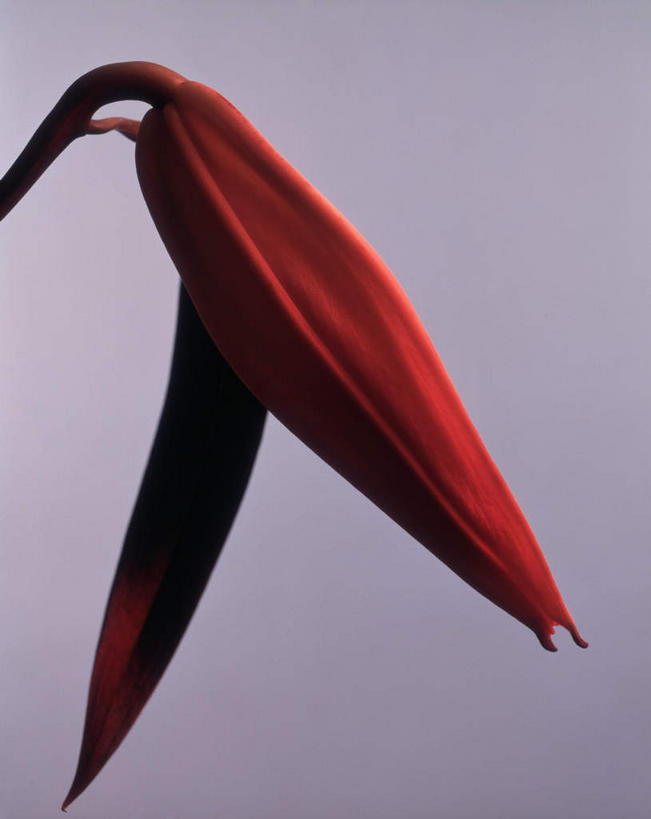 无人,竖图,室内,特写,白天,正面,萱草,灰色背景,盛开,花蕾,花,花瓣,花朵,鲜花,一朵,红色,花苞,花蕊,摄影,影棚,疗愁,萱草花,宜男,忘忧草,金针菜,黄花菜,彩图,影棚拍摄,拍摄