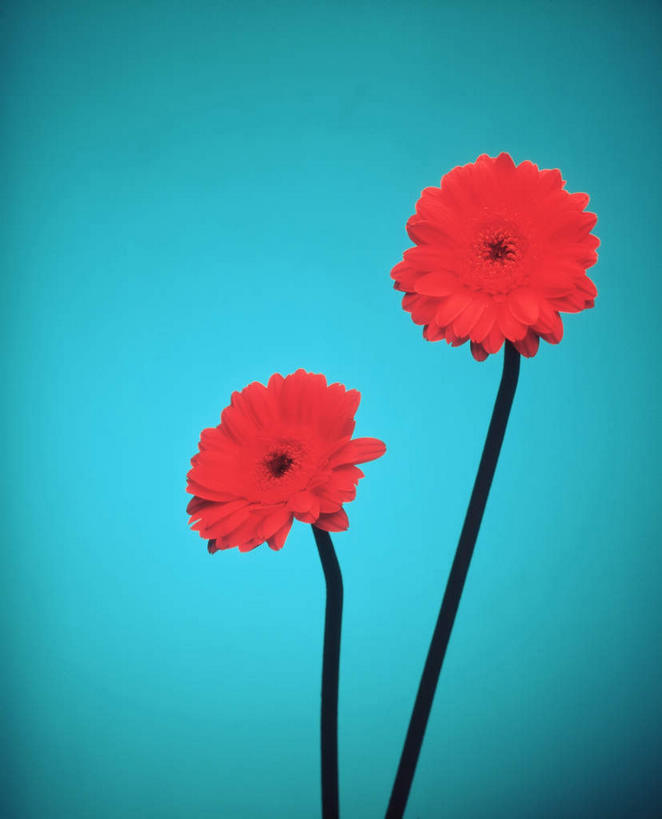 无人,竖图,室内,特写,白天,正面,蓝色背景,盛开,大丽花,花蕾,花,花瓣,花朵,鲜花,两朵,红色,花苞,花蕊,菊花,摄影,影棚,大理花,大丽菊,富丽,大方,彩图,影棚拍摄,拍摄