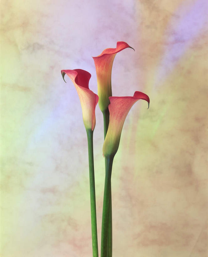 无人,竖图,室内,特写,白天,白色背景,正面,植物,三朵,盛开,花,花瓣,花朵,花卉,鲜花,白色,花蕊,摄影,影棚,美人蕉,兰蕉,大花美人蕉,红艳蕉,彩图,影棚拍摄,拍摄