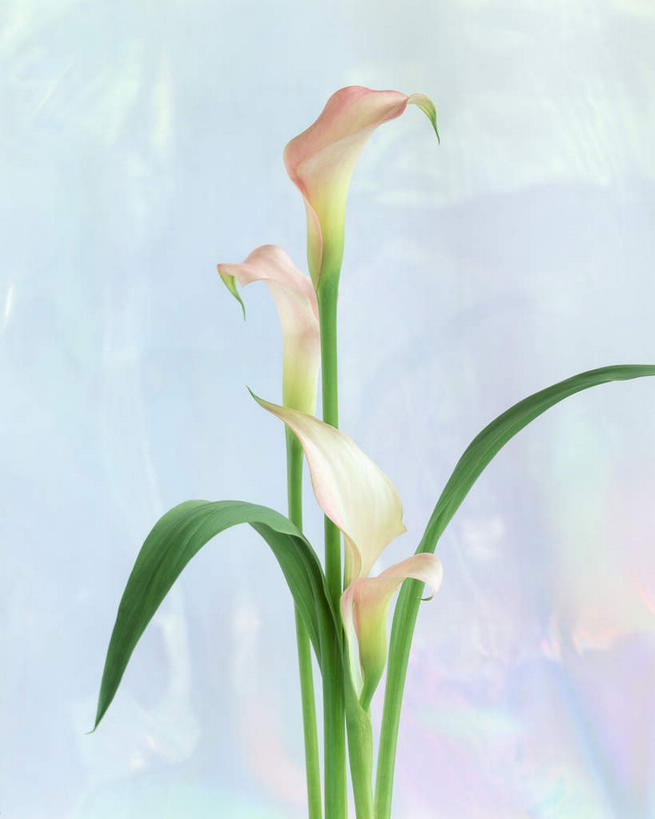 无人,竖图,室内,特写,白天,正面,植物,三朵,蓝色背景,盛开,花,花瓣,花朵,花卉,鲜花,白色,花蕊,摄影,影棚,美人蕉,兰蕉,大花美人蕉,红艳蕉,彩图,影棚拍摄,拍摄