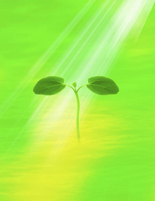 无人,竖图,室内,特写,白天,正面,旅游,度假,数码,科技,美景,植物,叶子,一片,绿色背景,阴影,环保,朦胧,梦幻,模糊,发光,光束,光线,网络,纹理,影子,景观,绿叶,光亮,高光,几何,计算机图形,合成,嫩苗,娱乐,幼苗,绿色,阳光,自然,享受,休闲,嫩叶,景色,放松,能源,回收,电脑合成图,数码合成图,资源,未来,发亮,自然风光,利用,低碳,憧憬,秧苗,循环,肌理,写实,具体,具象,持续,叶,叶片,叶脉,彩图