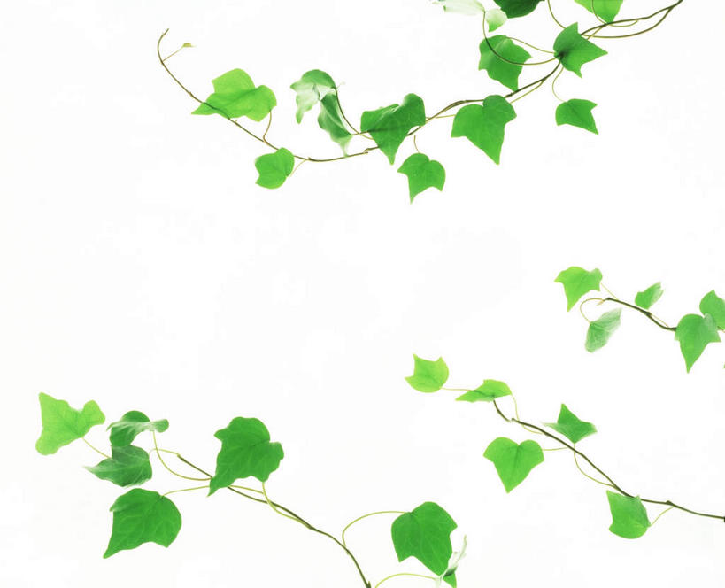 无人,横图,室内,特写,白天,白色背景,正面,美景,植物,叶子,许多,环保,纹理,景观,绿叶,绿化,绿色,自然,嫩叶,景色,摄影,影棚,能源,环境,回收,资源,自然风光,利用,低碳,循环,肌理,持续,叶,叶片,叶脉,彩图,影棚拍摄,拍摄