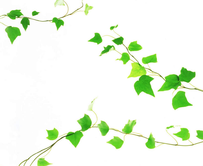 无人,横图,室内,特写,白天,白色背景,正面,美景,植物,叶子,许多,环保,纹理,景观,绿叶,绿化,绿色,自然,嫩叶,景色,摄影,影棚,能源,环境,回收,资源,自然风光,利用,低碳,循环,肌理,持续,叶,叶片,叶脉,彩图,影棚拍摄,拍摄