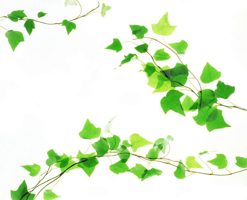 无人,横图,室内,特写,白天,白色背景,正面,美景,植物,叶子,许多,环保,纹理,景观,绿叶,绿化,绿色,自然,嫩叶,景色,摄影,影棚,能源,环境,回收,资源,自然风光,利用,低碳,循环,肌理,持续,叶,叶片,叶脉,彩图,影棚拍摄,拍摄