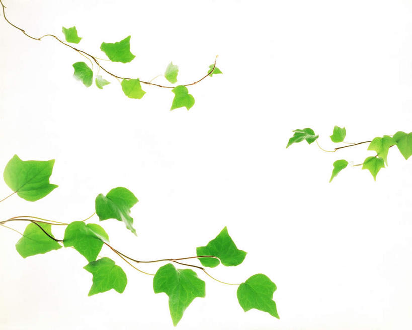 无人,横图,室内,特写,白天,白色背景,正面,美景,植物,叶子,许多,环保,纹理,景观,绿叶,绿化,绿色,自然,嫩叶,景色,摄影,影棚,能源,环境,回收,资源,自然风光,利用,低碳,循环,肌理,持续,叶,叶片,叶脉,彩图,影棚拍摄,拍摄