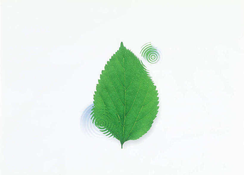 无人,横图,室内,特写,白天,白色背景,正面,美景,植物,叶子,环保,纹理,景观,绿叶,绿化,绿色,自然,嫩叶,景色,摄影,影棚,能源,环境,回收,资源,自然风光,利用,低碳,循环,肌理,持续,叶,叶片,叶脉,彩图,影棚拍摄,拍摄