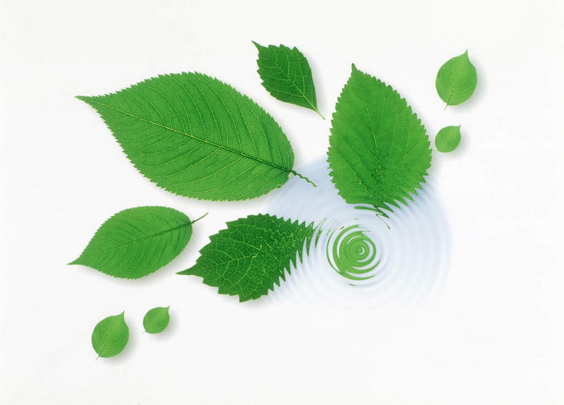 无人,横图,室内,特写,白天,白色背景,正面,美景,植物,叶子,许多,环保,纹理,景观,绿叶,绿化,绿色,自然,嫩叶,景色,摄影,影棚,能源,环境,回收,资源,自然风光,利用,低碳,循环,肌理,持续,叶,叶片,叶脉,彩图,影棚拍摄,拍摄