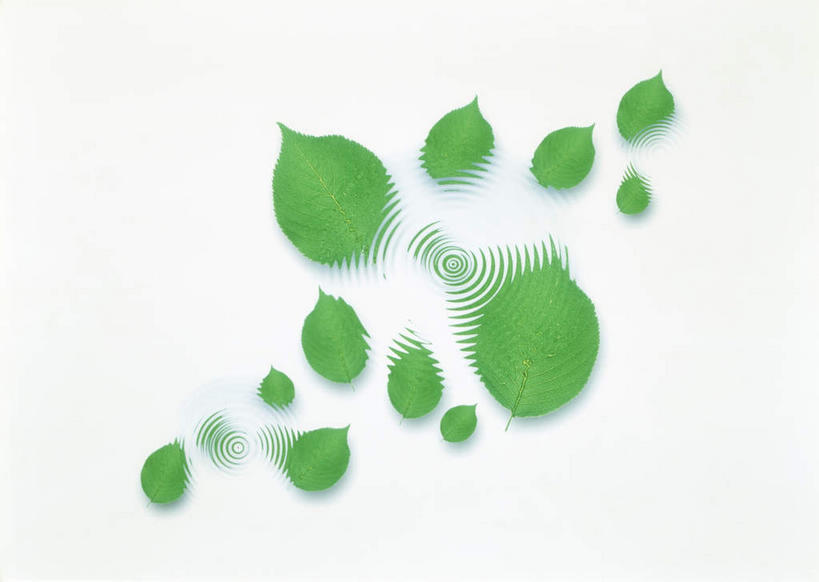 无人,横图,室内,特写,白天,白色背景,正面,美景,植物,叶子,许多,环保,纹理,景观,绿叶,绿化,绿色,自然,嫩叶,景色,摄影,影棚,能源,环境,回收,资源,自然风光,利用,低碳,循环,肌理,持续,叶,叶片,叶脉,彩图,影棚拍摄,拍摄