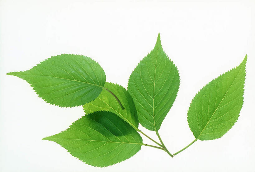 无人,横图,俯视,室内,特写,白天,白色背景,美景,植物,叶子,环保,纹理,景观,绿叶,绿化,绿色,自然,嫩叶,景色,摄影,影棚,能源,环境,回收,资源,自然风光,利用,低碳,循环,肌理,持续,叶,叶片,叶脉,彩图,高角度拍摄,影棚拍摄,拍摄