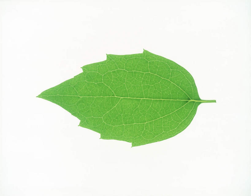 无人,横图,俯视,室内,特写,白天,白色背景,美景,植物,叶子,一片,环保,纹理,景观,绿叶,绿化,绿色,自然,嫩叶,景色,摄影,影棚,能源,环境,回收,资源,自然风光,利用,低碳,循环,肌理,持续,叶,叶片,叶脉,彩图,高角度拍摄,影棚拍摄,拍摄