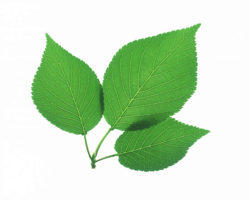 无人,横图,俯视,室内,特写,白天,白色背景,美景,植物,叶子,环保,纹理,景观,绿叶,绿化,三个,绿色,自然,嫩叶,景色,摄影,影棚,能源,环境,回收,资源,自然风光,利用,低碳,循环,肌理,持续,叶,叶片,叶脉,彩图,高角度拍摄,影棚拍摄,拍摄